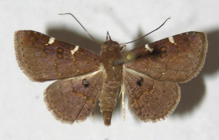 Fig. 3  Adulto <i>Antiblemma concinnula</i></i>  dorsal.  Macho. Voucher: 12-SRNP-75568-DHJ596798.jpg