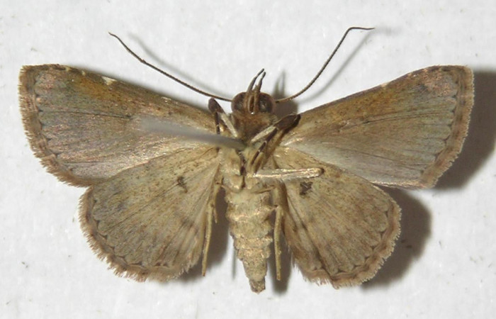 Fig. 4 Adulto <i>Antiblemma concinnula</i></i> ventral.  Macho.  Voucher: 12-SRNP-75568-DHJ596799.jpg