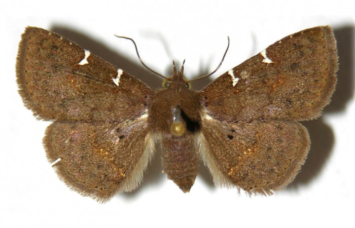 Fig. 5 Adulto <i>Antiblemma laranda</i></i>  dorsal. Hembra.  Voucher: 01-SRNP-6901-DHJ315370.jpg