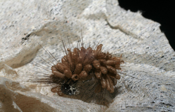 Fig. 10 capullos de Braconidae,avispas parásitas Glyptapanteles mikeschauffi salio en larva <i>Bertholdia albipuncta</i></i> (Erebidae), Vado Esteron. Sector Horizonte, 280 m. 06-SRNP-4537-DHJ420807.