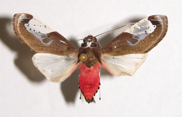 Fig. 1 Adulto vista dorsal macho <i>Bertholdia albipuncta</i></i> (Erebidae), mide 30mm Area Administrativa. Sector Santa Rosa, 295 m. 01-SRNP-17709-DHJ93254.