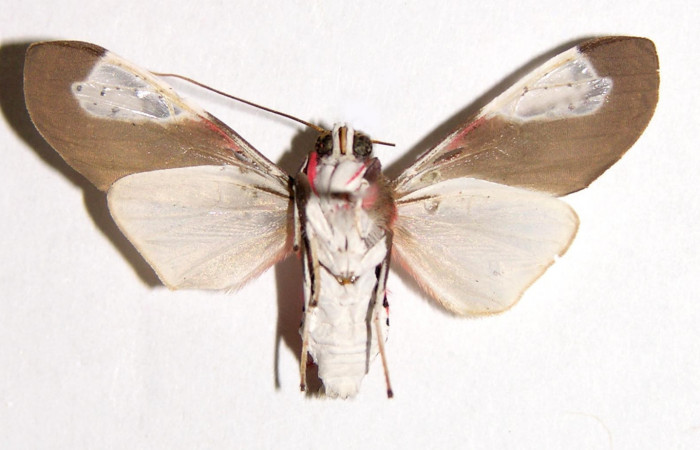 Fig. 2 Adulto vista dorsal macho <i>Bertholdia albipuncta</i></i> (Erebidae), mide 30mm Area Administrativa. Sector Santa Rosa, 295 m. 01-SRNP-17709-DHJ93255.