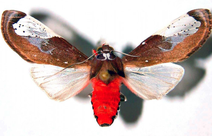 Fig. 3 Adulto vista dorsal hembra <i>Bertholdia albipuncta</i></i> (Erebidae), mide 30mm Vado Rio Cucaracho. Sector San Cristobal, 640 m. 97-SRNP-6013-DHJ39058.
