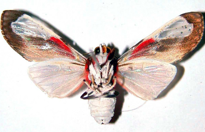 Fig. 4 Adulto vista ventral hembra <i>Bertholdia albipuncta</i></i> (Erebidae), mide 30mm Vado Rio Cucaracho. Sector San Cristobal, 640 m. 97-SRNP-6013-DHJ39059.