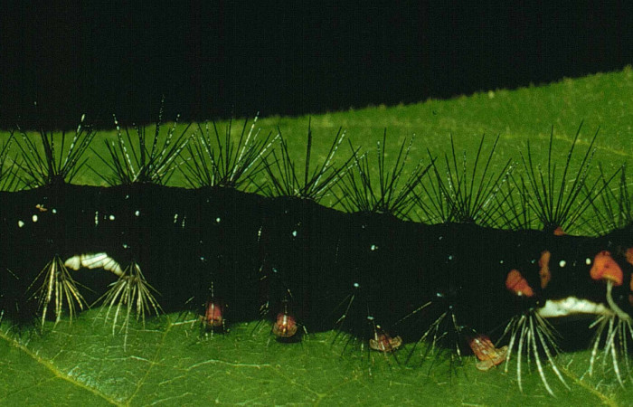 Fig. 5 Larva <i>Bertholdia albipuncta</i></i> (Erebidae), lateral entero Cafetal. Sector Santa Rosa, 280 m. 92-SRNP-2554-DHJ15417.