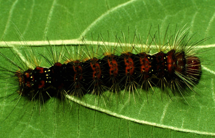 Fig. 6 Larva <i>Bertholdia albipuncta</i></i> (Erebidae),dorsal entero Vado Esteron. Sector Horizonte, 280 m. 97-SRNP-3312-DHJ42201.