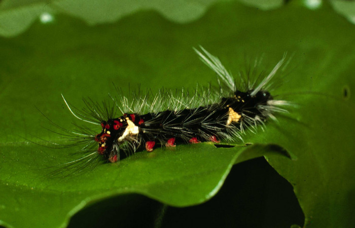Fig. 7 Larva <i>Bertholdia albipuncta</i></i> (Erebidae), lateral entero Vado Esteron. Sector Horizonte, 280 m. 01-SRNP-698-DHJ57341.
