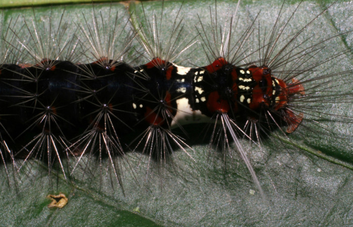 Fig. 8 Larva <i>Bertholdia albipuncta</i></i> (Erebidae), dorsal trasero Vado Esteron. Sector Horizonte, 280 m.06-SRNP-2244-DHJ410268.