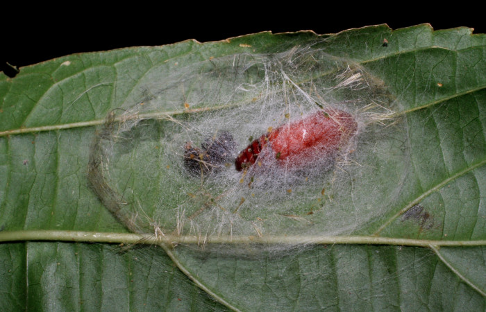 Fig. 9 pupa <i>Bertholdia albipuncta</i></i> (Erebidae), Vado Esteron. Sector Horizonte, 280 m 06-SRNP-2240- DHJ410263.
