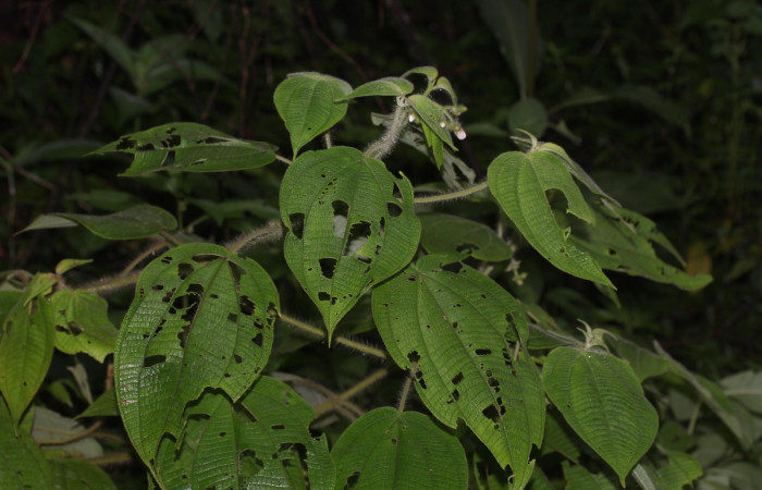 Fig.14 Habito de <i>Clidemia octona</i></i> planta hospedera de <i>Antiblemma fuscireticulata</i></i>