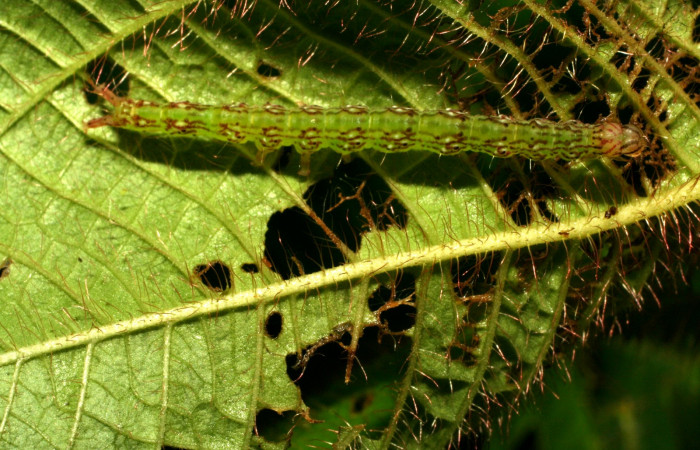 Fig.1 Larva <i>Antiblemma fuscireticulata</i></i>  en último estadío mostrando la parte dorsal. Voucher: 10-SRNP-32273-DHJ477304.jpg