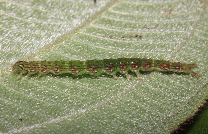 Fig.3 Larva <i>Antiblemma fuscireticulata</i></i> en último estadío mostrando la parte rombos laterales.  Voucher: 14-SRNP-31654-DHJ721440.jpg