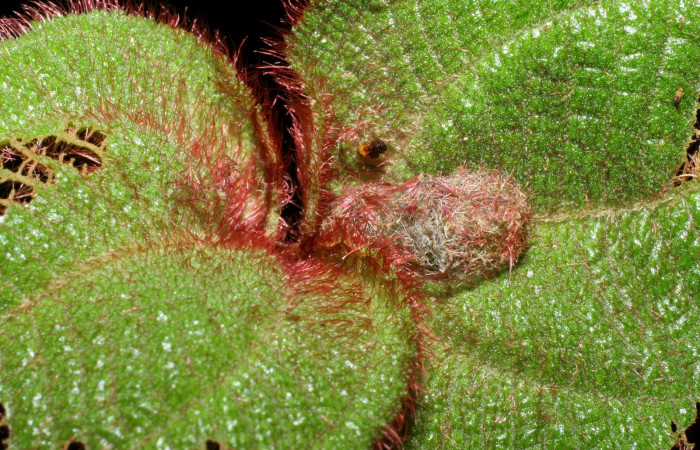 Fig. 6 Estructura de capullo de pupa <i>Antiblemma fuscireticulata</i></i> , Voucher: 05-SRNP-34866-DHJ420509.jpg