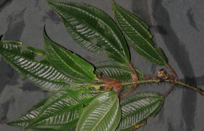 Fig15 <i>Miconia lacera</i></i> follaje, de planta hospedera de <i>Antiblemma fuscireticulata</i></i>