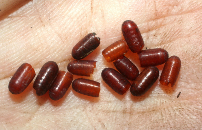 Fig. 10 Puparios de la familia Tachinidae  <i>Carcelia </i></i>flavirostrisDHJ15, parásito de la larva <i>Lophocampa citrina</i></i>. Voucher: 07-SRNP-61032-DHJ462114.jpg.