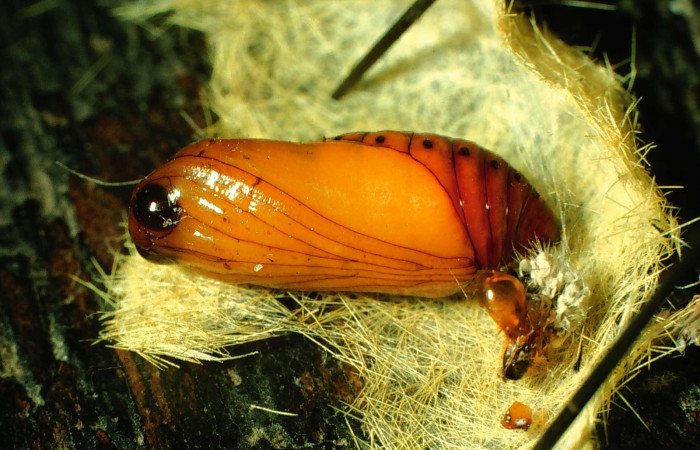 Fig. 11 Pupa ventral entero <i>Lophocampa citrina</i></i>. Voucher: 96-SRNP-8812-DHJ28340.jpg.