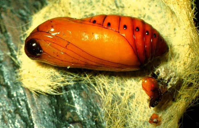 Fig. 12 Pupa lateral entero <i>Lophocampa citrina</i></i>. Voucher: 96-SRNP-8812-DHJ28344.jpg.