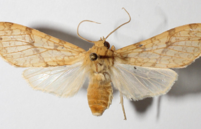 Fig.1 Adulto <i>Lophocampa </i></i>citrinaDHJ04, mostrando la parte dorsal.Voucher: 14-SRNP-56627-DHJ900654.