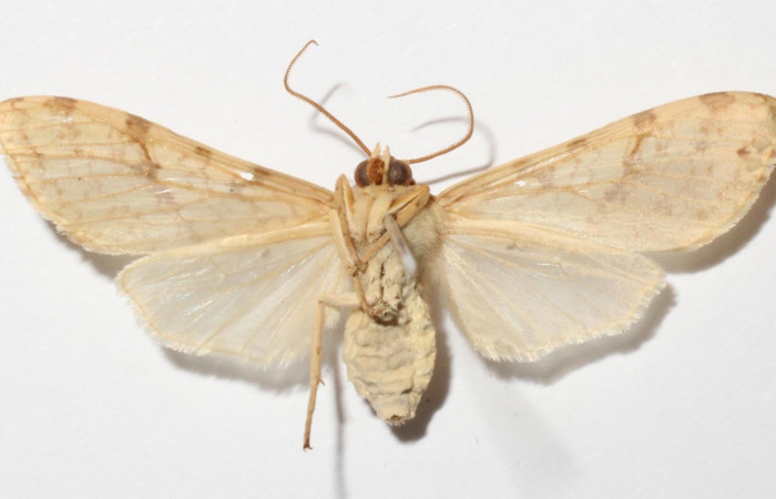 Fig.2 Adulto <i>Lophocampa </i></i>citrinaDHJ04, mostrando la parte ventral.Voucher: 14-SRNP-56627-DHJ900654.