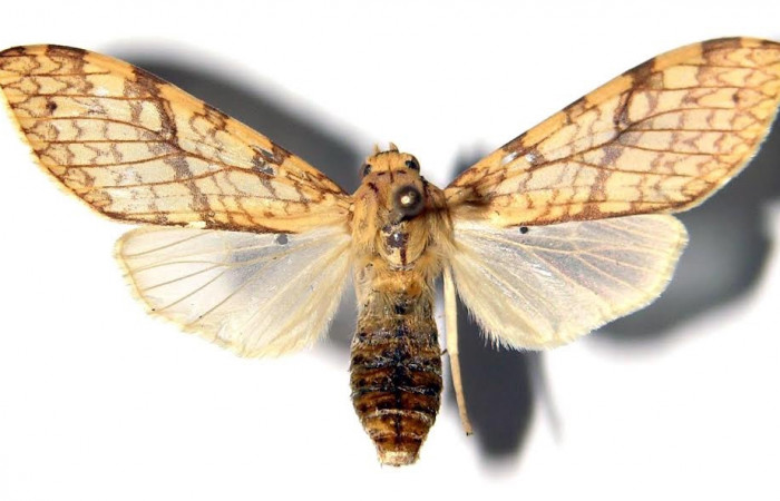 Fig.3 Adulto <i>Lophocampa </i></i>citrinaDHJ04, mostrando la parte dorsal.Voucher: 03-SRNP-12642-DHJ92380.
