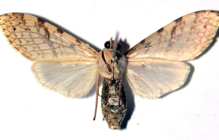 Fig.4 Adulto <i>Lophocampa </i></i>citrinaDHJ04, mostrando la parte ventral.Voucher: 03-SRNP-12642-DHJ92381.