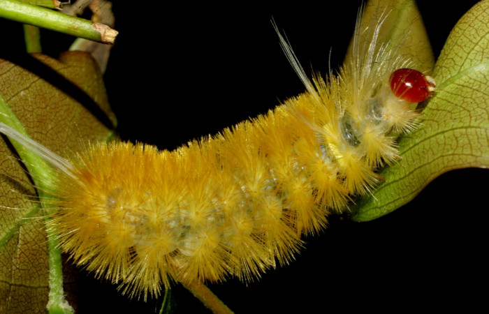 Fig. 5 Larva <i>Lophocampa citrina</i></i>, mostrando la parte lateral entero. Voucher: 07-SRNP-61032-DHJ435218.jpg.