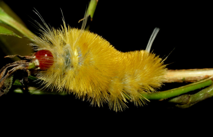 Fig. 6 Larva <i>Lophocampa citrina</i></i>, mostrando la parte lateral entero. Voucher: 07-SRNP-61032-DHJ435219.jpg.