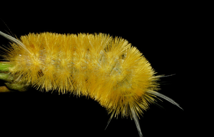 Fig. 7 Larva <i>Lophocampa citrina</i></i>, mostrando la parte lateral entero. Voucher: 07-SRNP-61032-DHJ435220.jpg.