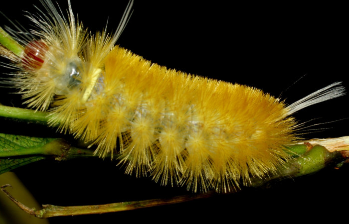 Fig. 8 Larva <i>Lophocampa citrina</i></i>, mostrando la parte lateral entero. Voucher: 07-SRNP-61032-DHJ435221.jpg.