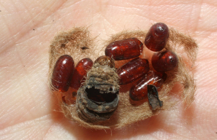 Fig. 9 Puparios de la familia Tachinidae <i>Carcelia </i></i>flavirostrisDHJ14, parásito de la larva <i>Lophocampa citrina</i></i>. Voucher: 07-SRNP-58230-DHJ462007.jpg.