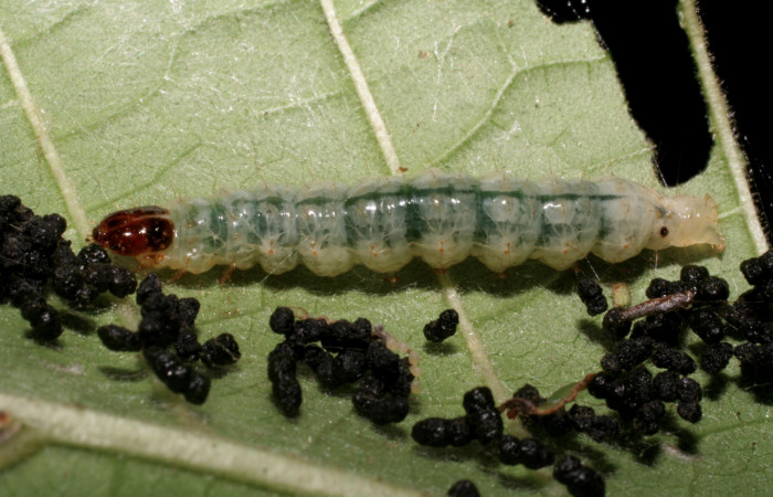 Fig.10 Vista lateral, <i>Phostria metalobalis</i></i> (Crambidae), se colectó 11 Julio 2007, Sector Del Oro, Quebrad Tigral, 290mts, (07-SRNP-22477-DHJ426539.jpg).