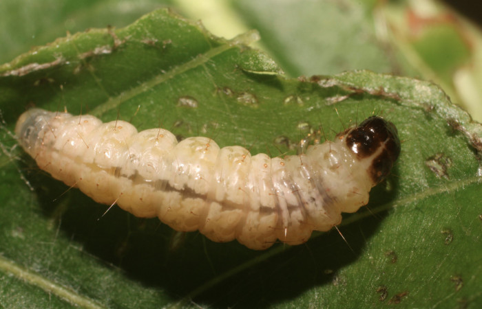 Fig.12 Prepupa, <i>Phostria metalobalis</i></i> (Crambidae), se colectó 01 Octubre 2009, Sector Leiva, Selva, 153mts. (18-SRNP-80491-DHJ715197.jpg).