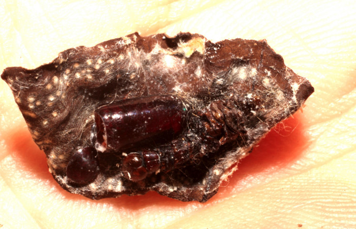 Fig.13 Pupario de la familia Tachinidae <i>Argyrochaetona</i></i> Janzen33, ya eclosionado, Sector Rain Forest, Quebrada Escodida, 420mts. (10-SRNP-42829-DHJ496474.jpg).