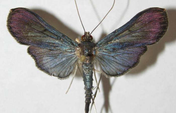 Fig.1 Vista dorsal, Macho <i>Phostria lati.apicalis</i></i> (Crambidae), eclosionó 06 Mayo 2009, Sector El Pitilla, Sendero Nanciente, 700mts. (09-SRNP-31232-DHJ508210.jpg).
