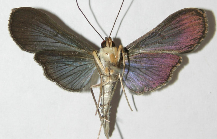 Fig.2 Vista Ventral, macho <i>Phostria latiapicalis</i></i> (Crambidae), eclosionó 06 Marzo 2009, Sector Pitilla, Sendero Naciente, 700mts. (09-SRNP-31232-DHJ508211.jpg.).