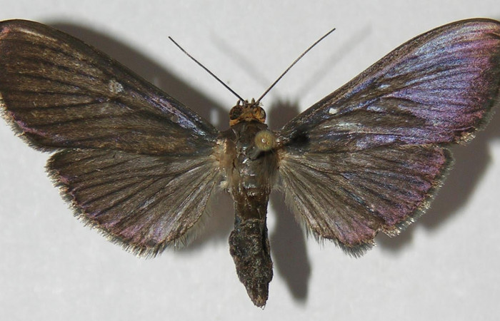 Fig.3 Vista dorsal, <i>Phostria metalobalis</i></i> (Crambidae), eclosionó 15 Noviembre 2009, Sector Del ORO, Quebrada Lajosa, 400mts.(09-SRNP-23138-DHJ525888.jpg).