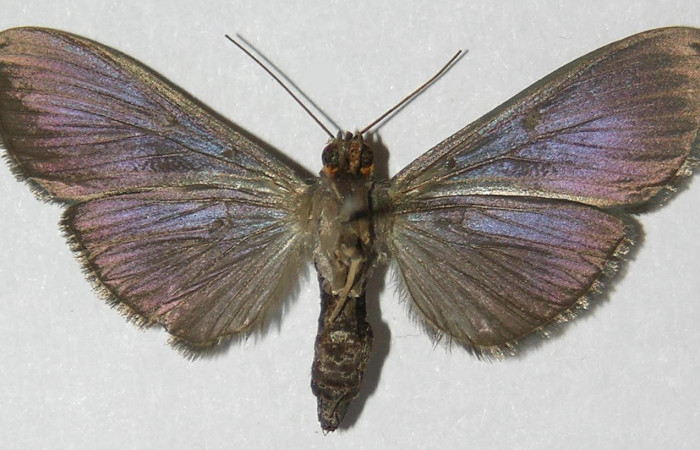 Fig.4 Vista dorsal, <i>Phostria metalobalis</i></i> (Crambidae), eclosionó 15 Noviembre 2009, Sector Del Oro, Quebrada Lajosa , 400mts.(09-SRNP-23138-DHJ525889.jpg).