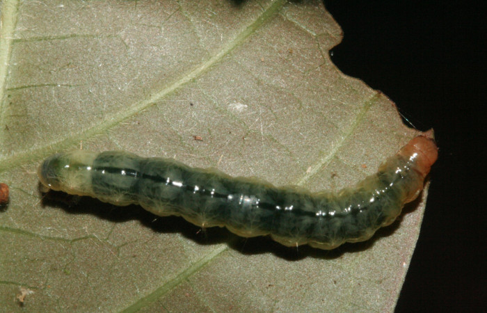 Fig.5 Vista dorsal, <i>Phostria latiapicalis</i></i> (Crambidae), se colectó 30 Enero 2012, Sector San Cristóbal, Puente Palma, 460mts. (12-SRNP-361-DHJ487067.jpg.).