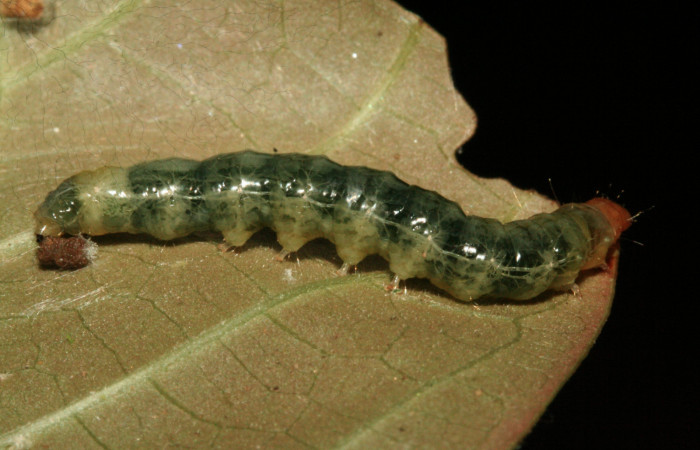 Fig.6 Vista lateral, <i>Phostria latiapicalis</i></i> (Crambidae), se colectó 30 Enero 2012, Sector San Cristóbal, Puente Palma, 460mts. (12-SRNP-361-DHJ487068.jpg).