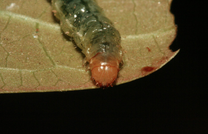 Fig.7 Vista Frontal, <i>Phostria latiapicalis</i></i> (Crambidae), se colectó 30 Enero 2012, Sector San Cristóbal, Puente Palma, 460mts, (12-SRNP-361-DHJ487070.jpg).