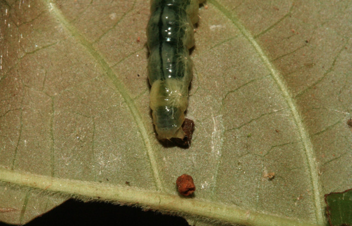 Fig.8 Vista trasera <i>Phostria latiapicalis</i></i> (Crambidae), se colectó 30 Enero 2012, Sector San Cristóbal, Puente Palma, 460mts, (12-SRNP-361-DHJ487069.jpg).