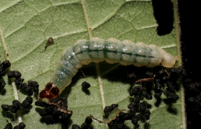 Fig.9 Vista dorsal, <i>Phostria metalobalis</i></i> (Crambidae), se colectó 11 Julio 2007, Sector Del Oro, Quebrada Tigral, 290mts, (07-SRNP-22477-DHJ426537.jpg).