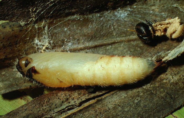 Figura 15. Pupa de <i>Nyctelius</i></i> nycteliusDHJ02, vista lateral., (01-SRNP-17357-DHJ63871).