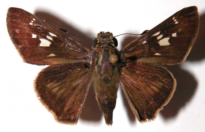 Figura 3. Adulto de <i>Nyctelius</i></i> nycteliusDHJ02 (hembra), vista dorsal. (02-SRNP-24569-DHJ36646).