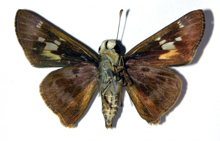 Figura 4. Adulto de <i>Nyctelius</i></i> nycteliusDHJ02 (hembra), vista ventral. (02-SRNP-8230-DHJ98013).