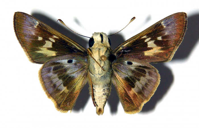 Figura 2. Adulto de <i>Nyctelius</i></i> nycteliusDHJ02 (macho), vista ventral. (03-SRNP-3185-DHJ97995).