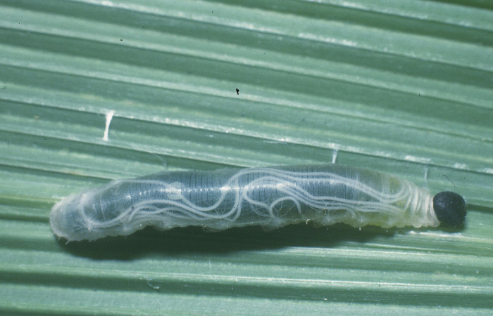 Figura 16. Parásito de <i>Nematoda</i></i>, nematode Janzen01 que atacan larva de <i>Nyctelius nyctelius</i></i>. (04-SRNP-33411-DHJ84755).