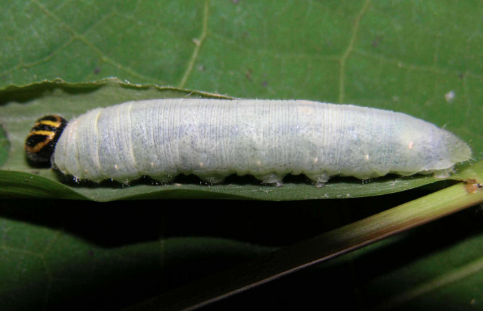 Figura 9. Larva <i>Nyctelius nyctelius</i></i>, Hesperiidae, vista lateral (05-SRNP-31176-DHJ403989).