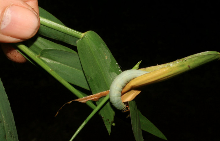 Figura 6. Larva <i>Nyctelius nyctelius</i></i>, Hesperiidae, vista dorsal. (05-SRNP-32742-DHJ404868).