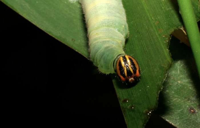 Figura 8. Larva <i>Nyctelius nyctelius</i></i>, Hesperiidae, vista frontal de cabeza. (05-SRNP-32742-DHJ404876).